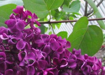 Сирень Победы в честь благоверного князя Александра Невского